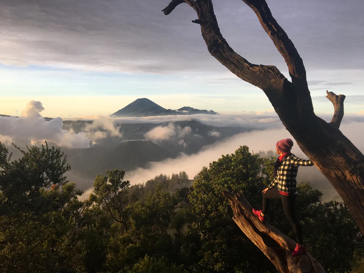 Sophia standing on a tree branch above a sea of clouds at sunrise